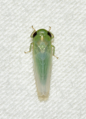 Chlorotettix viridius