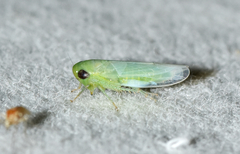 Chlorotettix viridius