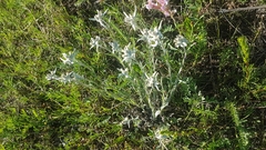 Leontopodium leontopodioides
