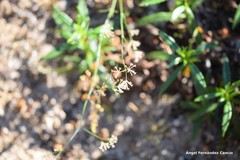 Asperula aristata