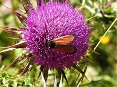 Zygaena rubicundus