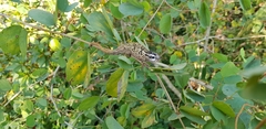 Bradypodion melanocephalum