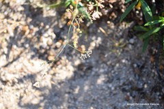 Asperula aristata