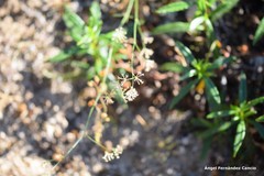 Asperula aristata