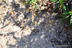 Asperula aristata