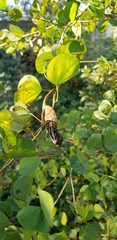 Bradypodion melanocephalum