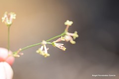 Asperula aristata