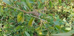 Bradypodion melanocephalum