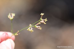 Asperula aristata