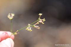 Asperula aristata