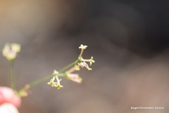 Asperula aristata
