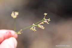 Asperula aristata