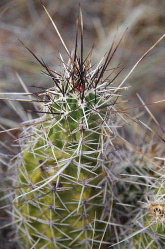 Pinkflower Hedgehog Cactus