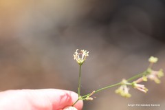Asperula aristata