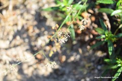 Asperula aristata