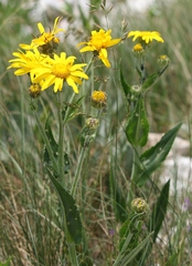 Senecio doronicum