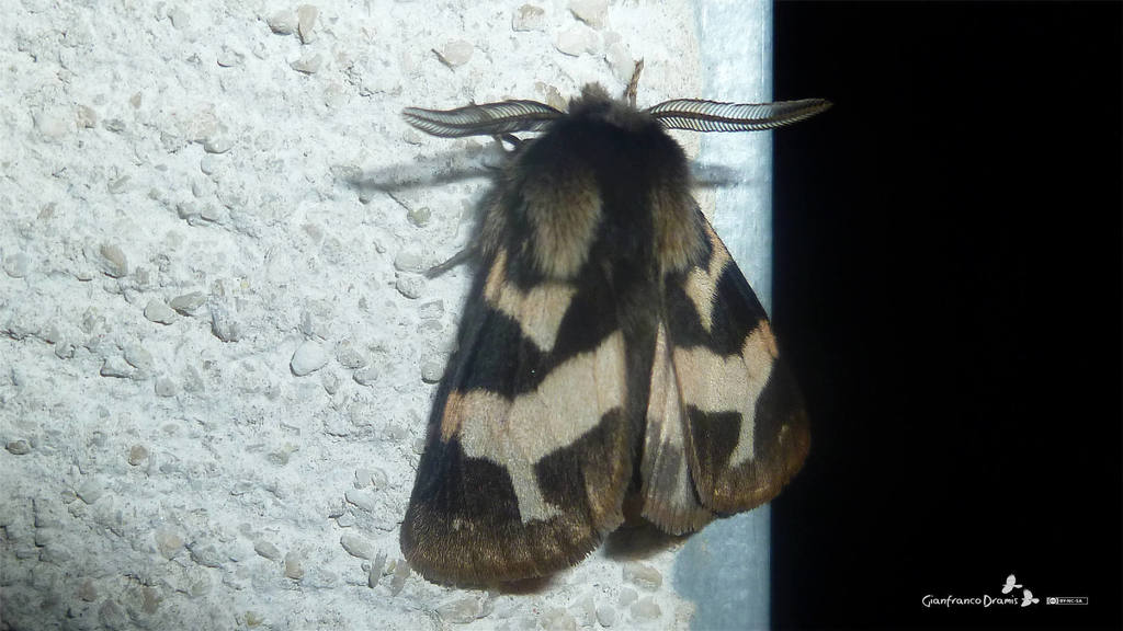 Watsonarctia