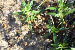 Asperula aristata