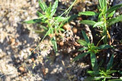 Asperula aristata