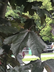 Acer platanoides
