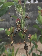 Trichonephila clavata