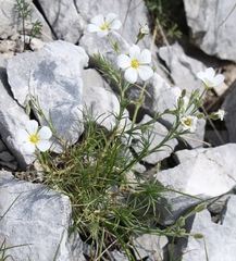 Cherleria capillacea