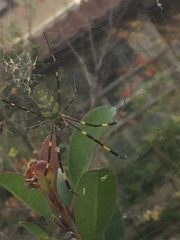 Trichonephila clavata