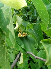 Tilia platyphyllos