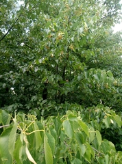 Tilia platyphyllos