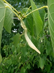 Tilia platyphyllos