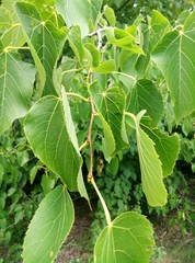 Tilia platyphyllos