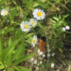 Thymelicus sylvestris