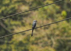 Dicrurus leucophaeus stigmatops