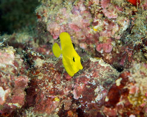 Yellow Tang