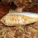 Conus nussatella - Photo (c) David R, some rights reserved (CC BY-NC), uploaded by David R