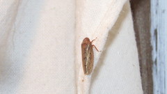 Ponana rubida