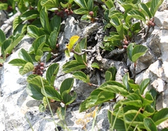Rhamnus pumila