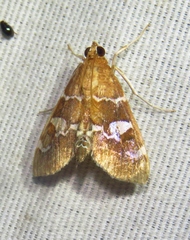 Hymeniini