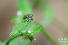 Charagochilus longicornis