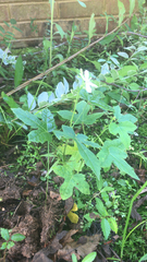 Cnidoscolus stimulosus