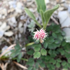 Thalictrum rubescens