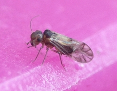 Peripsocus milleri