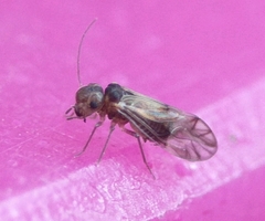 Peripsocus milleri
