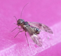 Peripsocus milleri