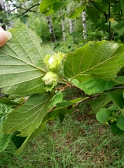 Corylus avellana
