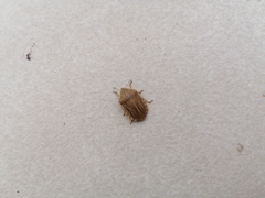 Eurygaster austriaca