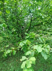 Corylus avellana
