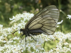 Parnassius stubbendorfii