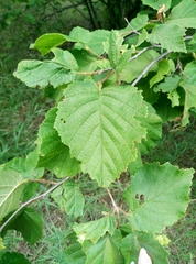 Corylus avellana