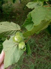 Corylus avellana